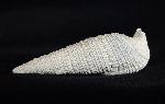 Cerithium (Cerithioclava) dalli OLSSON & PETIT 1964  - Bild © FossNet FossilienStore